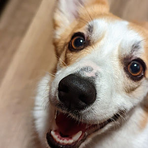 Meet your Posher, Buster